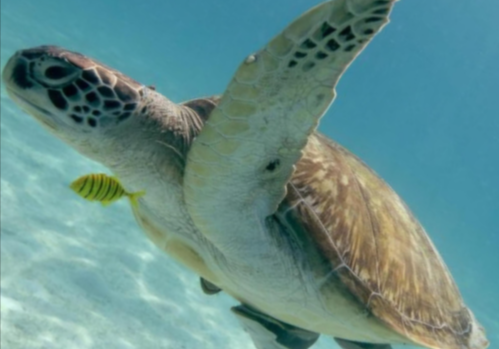 Sea-Turtle-Rescue-Page-docx-Google-Docs